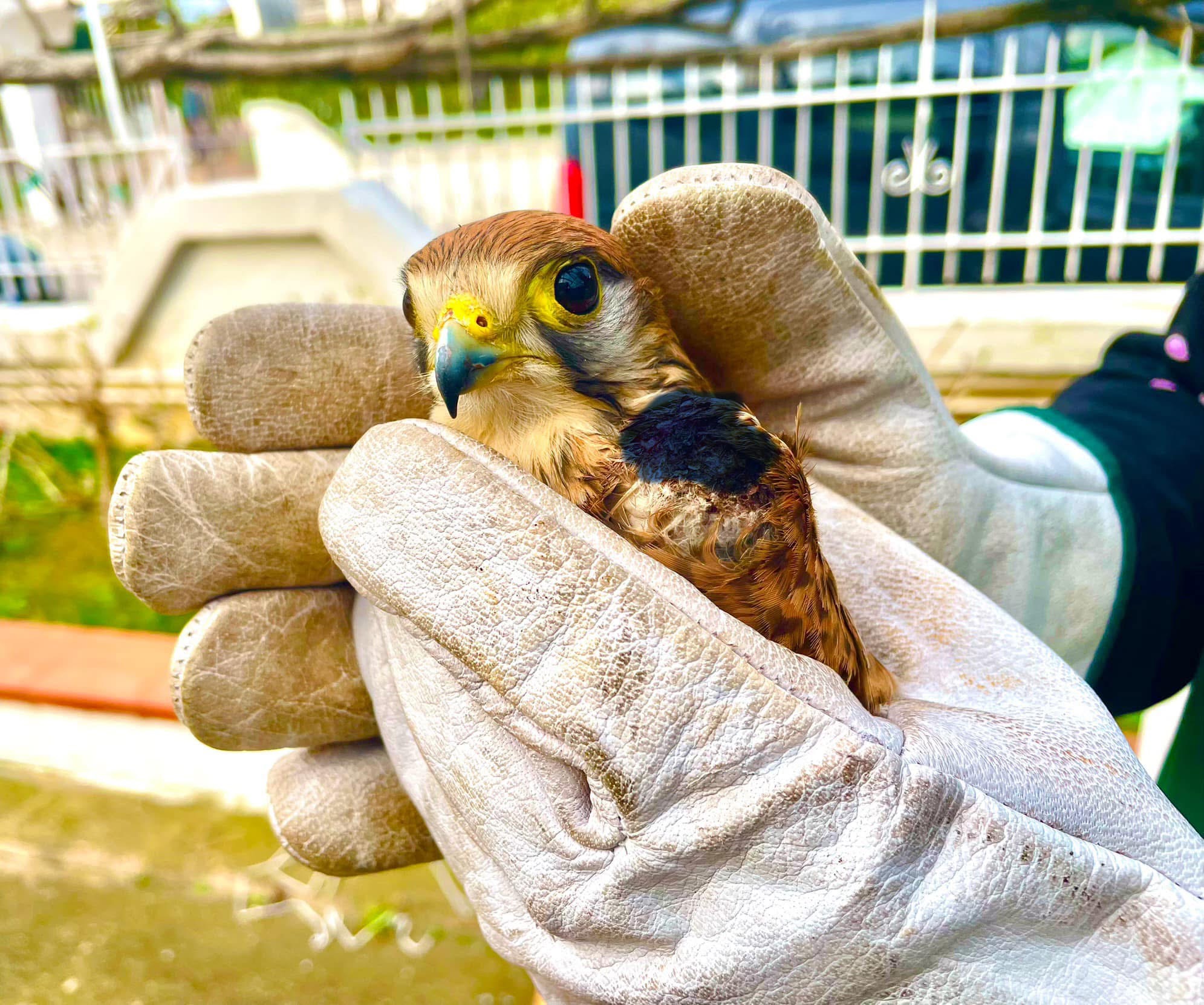 Un gheppio comune salvato dal Noetaa di Capaccio Paestum e Agropoli