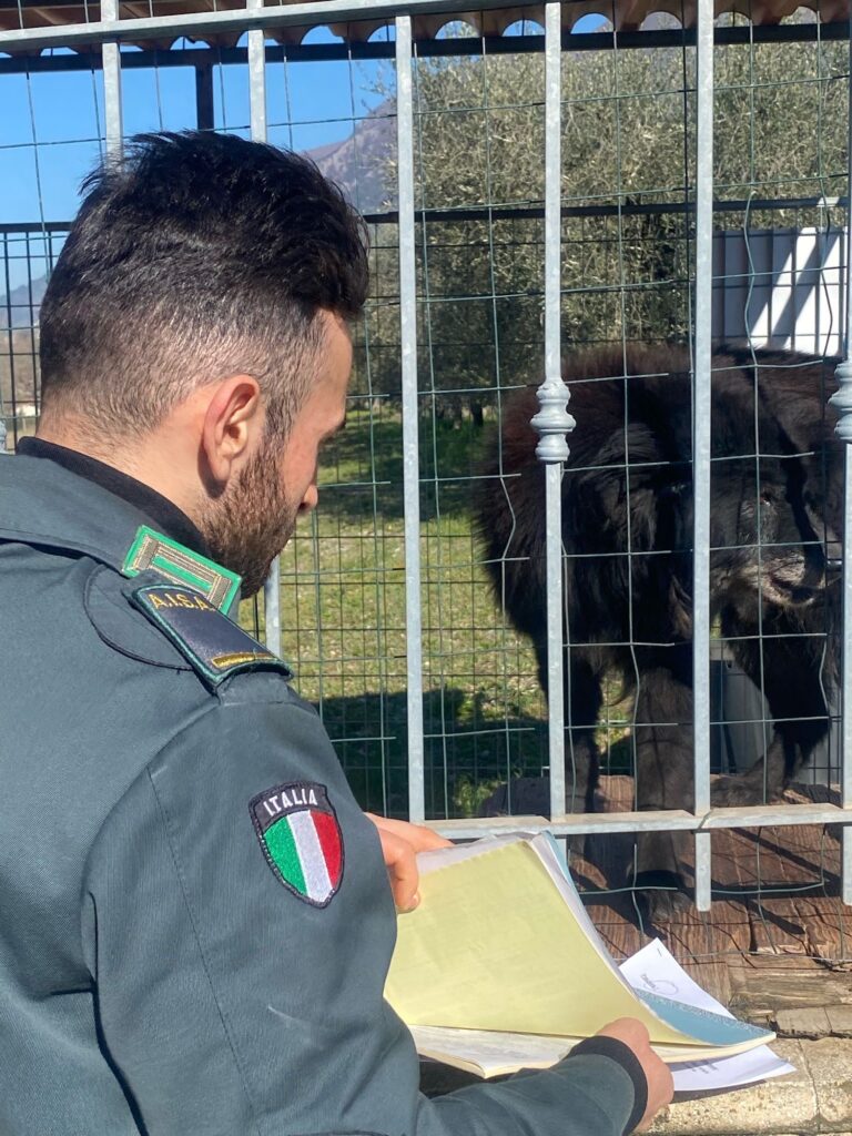 Operazione anti-maltrattamento nel Vallo di Diano: tre denunce per cani in condizioni critiche