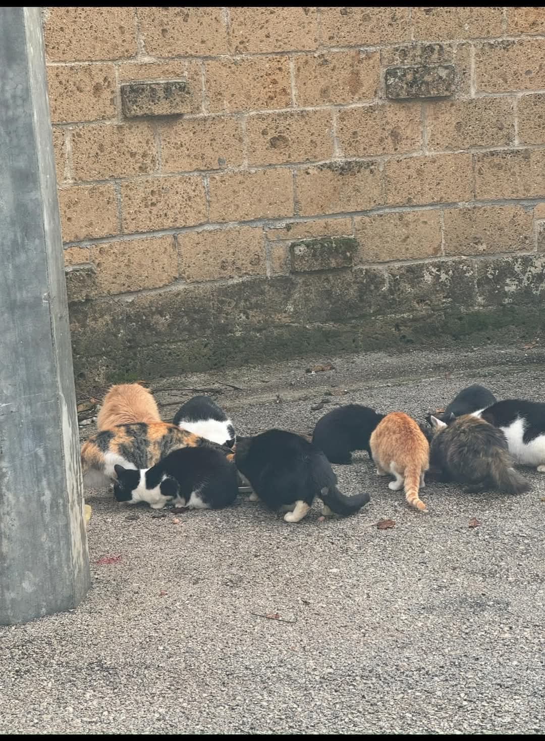 Polla, colonia di gatti decimata: sospetto avvelenamento