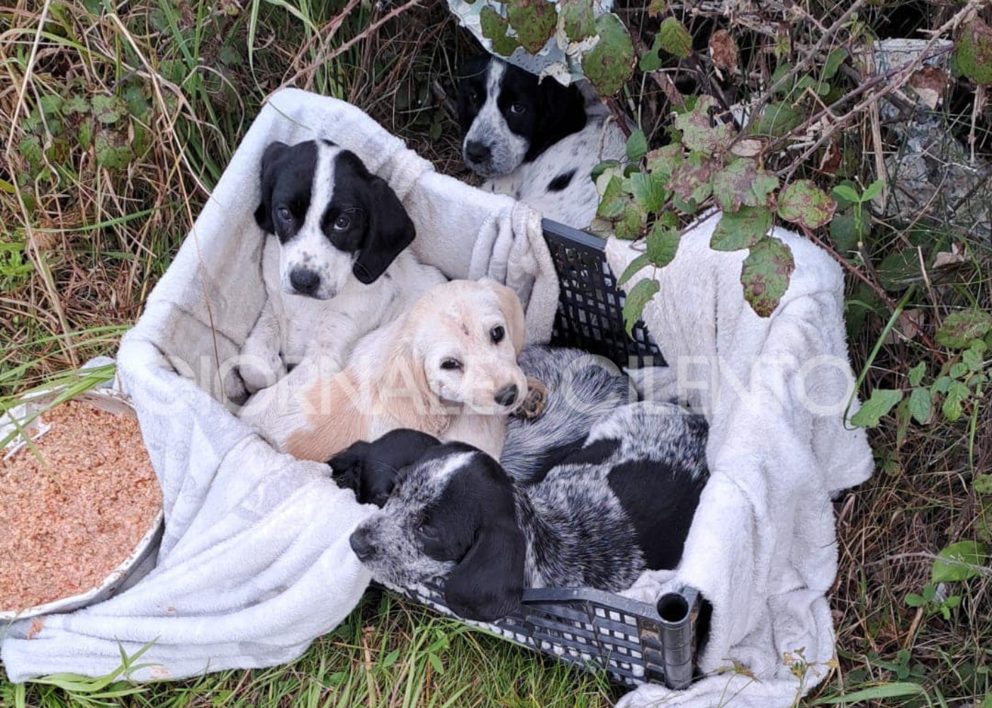 Ascea, cuccioli abbandonati cercano casa: un gesto crudele che non deve restare impunito