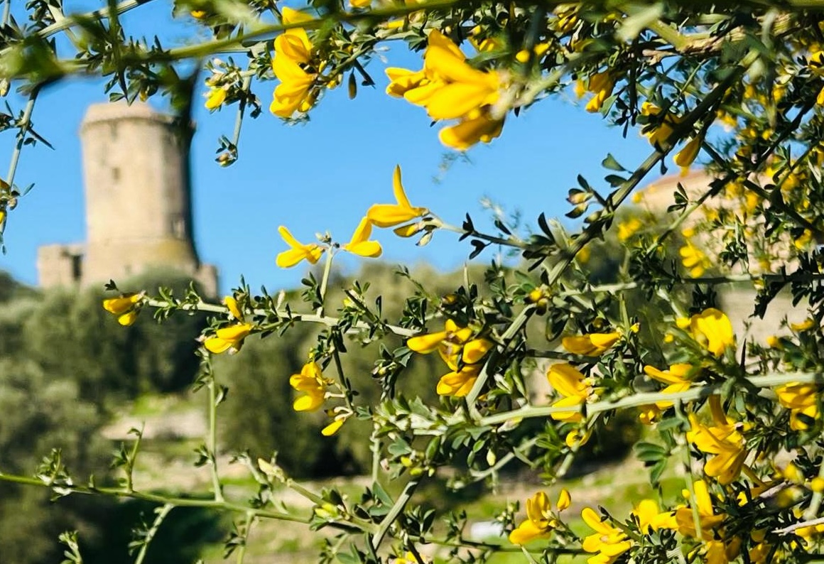 8 marzo, Paestum e Velia: ingresso gratuito per le donne