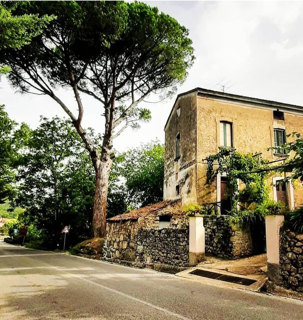 Vallo della Lucania, il destino del pino secolare