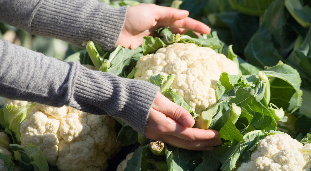 Riconoscimento IGP al cavolfiore della piana del Sele: «Vince l’agroalimentare di eccellenza»