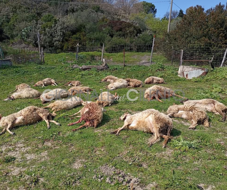 Cilento, i lupi tornano a colpire: strage di pecore a Laurito