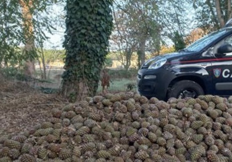 Pisciotta: due marocchini denunciati per furto di pigne