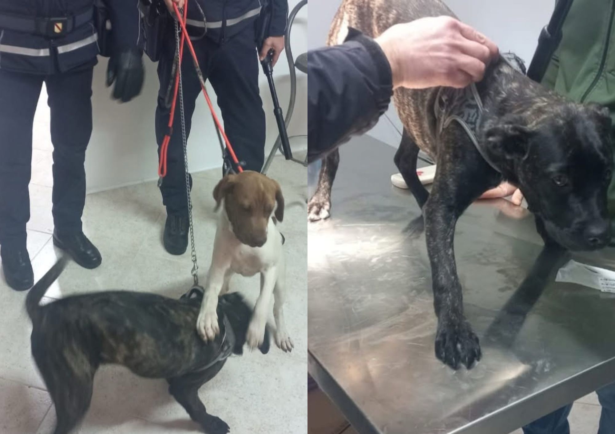 Battipaglia, senzatetto denunciato: salvati i due cani maltrattati